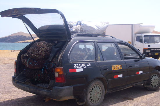 Ein paar Muscheln und Krebse