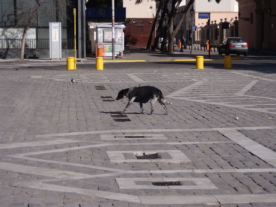 Sogar die Straßenhunde tragen Winterpullis.
Ist ja auch wahnsinnig kalt...in der Sonne reicht uns ein T-Shirt 