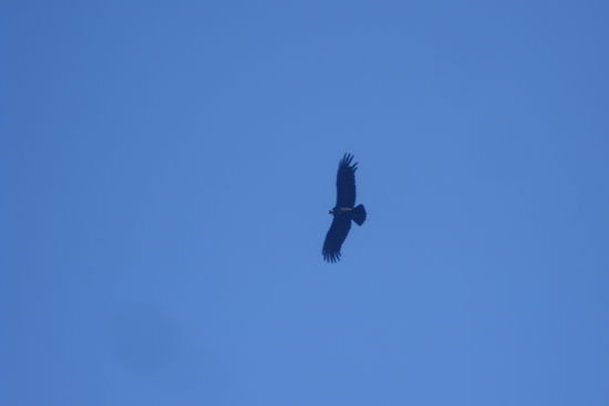 Ein Kondor direkt ueber uns!