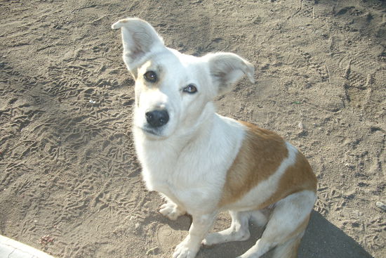 Der kleine Straßenhund hat uns zwei Tage begleitet und mag besonders gern Apfelkekse