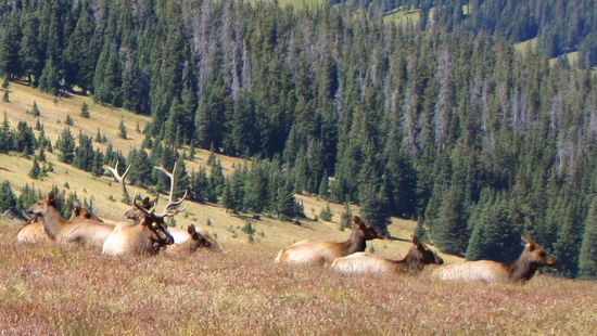 Wapitis in 3200 m Höhe.