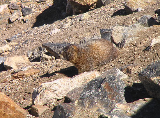 Das Murmeltier hat mit seinem dicken Fell keine Probleme mit der Kälte.
