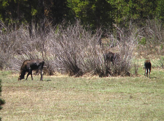 Auch die Elche sagten uns Guten Tag.