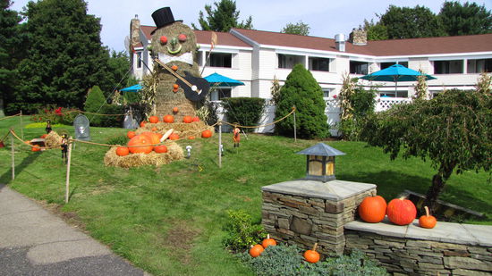 Maine: erste Kürbisse.