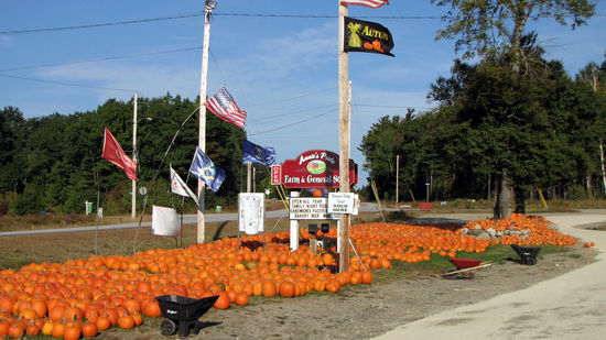 Eine Frage, die uns stets begleitete: Werden die Kürbisse alle gegessen oder handelt es sich um Zierkürbisse, z.B. für Halloween?