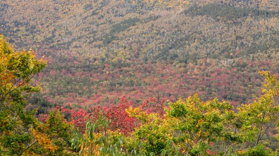 Wie kahl wird es hier schon in wenigen Wochen aussehen.