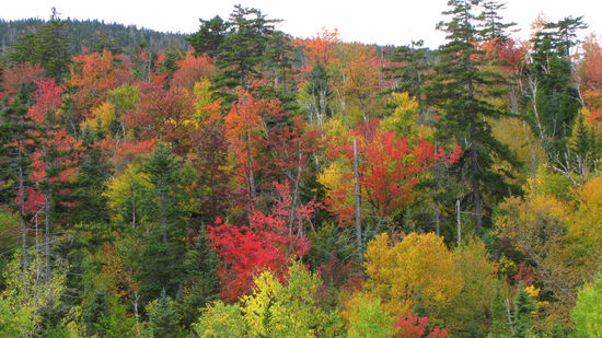 Schade, dass dieses Naturschauspiel nur wenige Wochen andauert.
