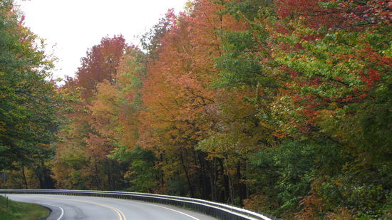 "gefärbten Bäumen" ...