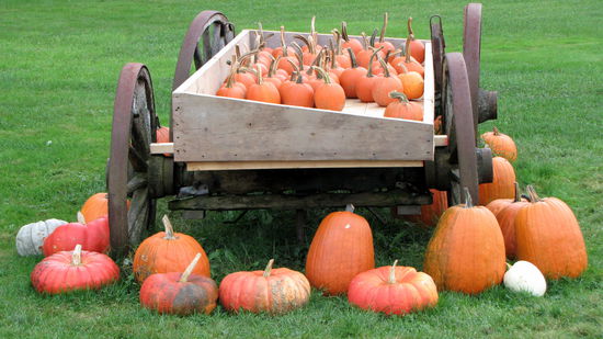 und natürlich Kürbissen - in allen Variationen.