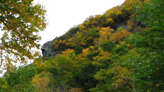 Es gibt auch gelbe Färbungen.