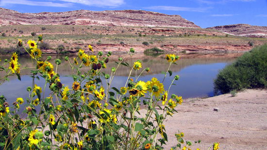 Der Colorado am Highway 128 - kurz vor Moab.