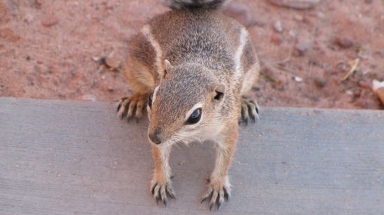 Die kleinen Kerle sind handzahm und wissen genau, wo die Menschen etwas für sie übrig haben.