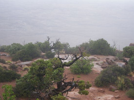 Dichter Nebel am Needles Overlook im südlichen Teil des Canyonlands NP.