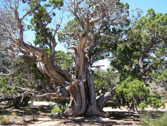Bäume, die schon vieles mitgemacht haben ...