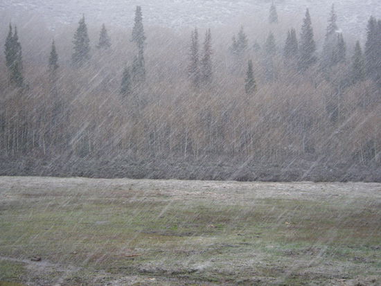 Schneefall am Bear Lake Pass.