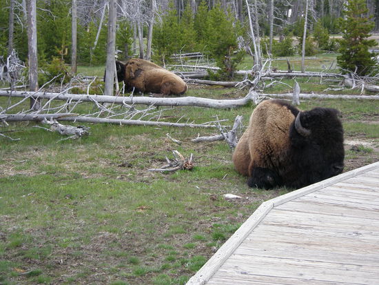 Bisons begegnen uns auf Schritt und Tritt. 