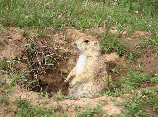Unzählige Präriehunde (keine Murmeltiere) bevölkern die Wiesen um den Devils Tower.