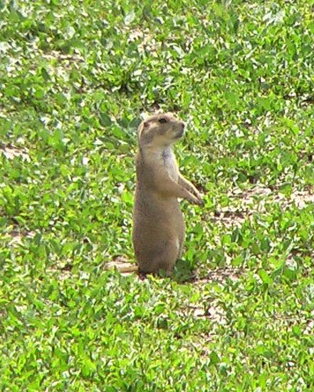 Auch im Badlands-NP Präriehunde ohne Ende.