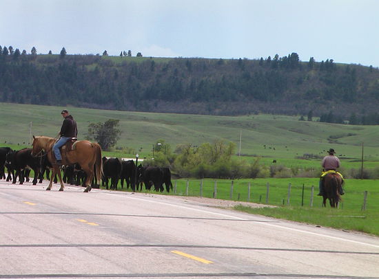Das hätten wir nicht erwartet: Cowboys mit ihrer Herde auf der Straße.