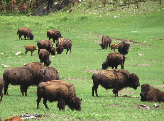 Der Custer State Park ist bekannt für seine großen Bison-Herden ...