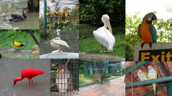 Der Bird-Park von KL ist wirklich ein Erlebnis uns für alle die gern Tier resp. Vögel haben sollten es nicht verpassen. Leider kann man den Park nicht per Monorail erreichen aber das Taxi ist nur ca. 5 CHF in die City.