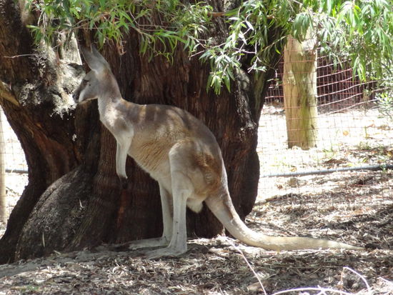 Der Perth Zoo ist wirklich super schön und sehr natürlich gemacht. Zwischen den Tieren und dem Weg ist oft nur eine Schnurr... so kann es sein das einem eine Kangaroo entgegenkommt.