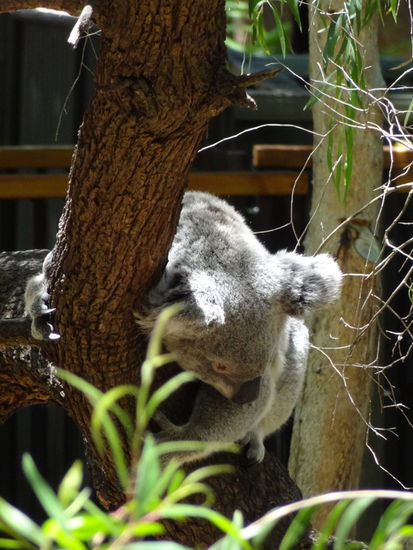 Die Koalas schlafen 20 Stunden am Tag natürlich auch als wir sie besucht haben 