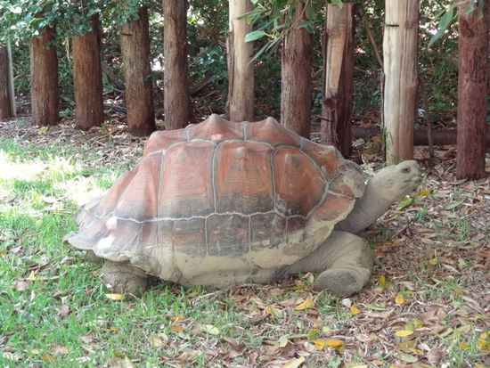 Das ist die grösste Schildkröte der Welt... gut 1 Meter hoch. Leider sieht man das auf dem Bild nicht so gut.