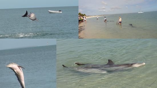 Am nächsten Tag sind wir früh (07:00 also für uns früh) nach Monkey Mia gefahren um wilde Delphine bei der Fütterung zu beobachten... Wow... das ist super schön und die kommen richtig nahe ans Ufer.