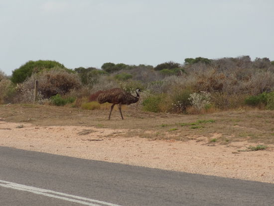 Auf der Fahrt durch den Outback kann man auch gut mal einem Emu begegnen das gemütlich über die Strasse geht.