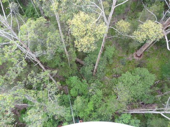 Hier die Aussicht nach unten. Die Bäume können bis zu 70 Meter gross werden.