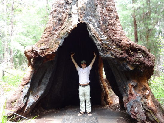 Durch den Brand in den 40iger Jahren gibt es richtige Höhlen in den Wurzeln von den Bäumen. Da könnte man sogar ein Zelt innen aufstellen!