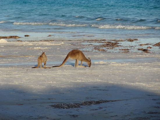 Wir waren in der Lucky Bay und da ist man umgeben von Kangaroos, die man sogar streicheln kann. Sie sind Menschen gewoehnt, und kommen sogar auf den Campingplatz