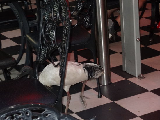 Aber auch hier ist das "Wildlife" überall unterwegs- der arme hat sich vermutlich verirrt mitten in die Stadt!