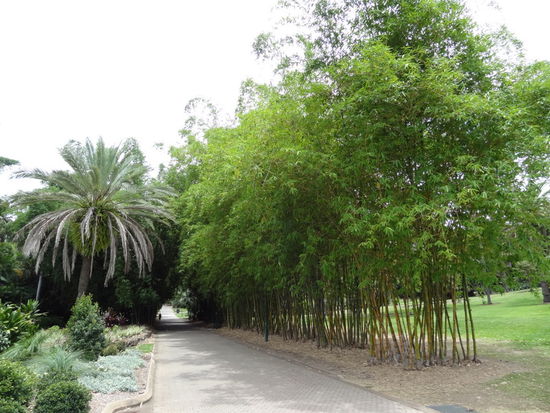 der Botanic Garden, auch mitten in der Stadt ist super gerade über die Mittagszeit wenn es sehr heiss ist. Die vielen Bäume spenden Schatten!