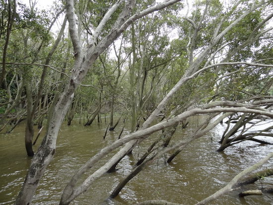 Botanic garden, Regenwald