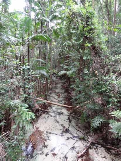 Auf der Insel gibt es überall Süsswasser Bäche die in das Meer gehen... das Wasser ist so klar das man es fast nicht sehen kann.