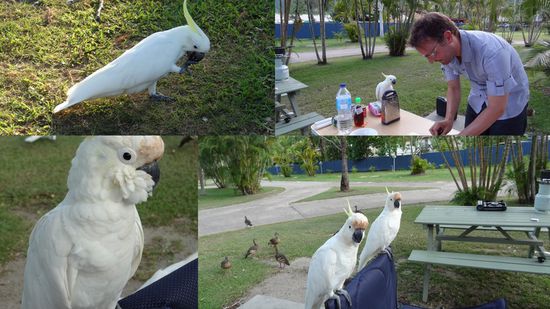 Im Caravan Park waren wir immer von Kakadus umgeben... die sind riesig hier. Marcel hat es sogar geschafft einen auf den Arm zu bekommen. Inzwischen sind wir schon richtige "Vogelfreunde" und kaufen immer ein paar Nüsse extra ein 