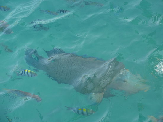 Wow... da gibt es aber grosse Fische.