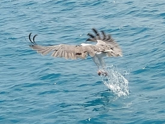 ein Seeadler in Action