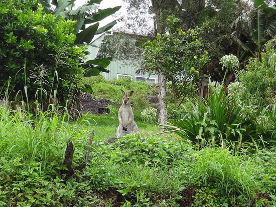 Ein Känguru im Garten - gibts was schöneres ?!