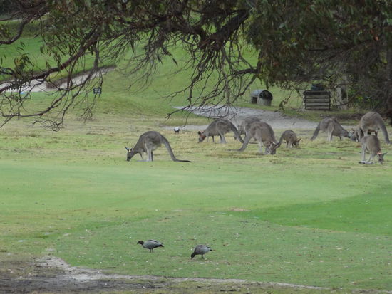mal wieder ein paar Känguru -   zuhause auf dem Golfplatz Anglesea