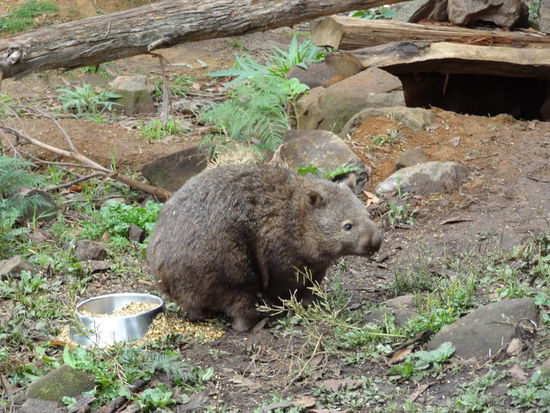 Den Wombat durfte man sogar auf den Arm nehmen... Er wiegt "nur" 30 kg!!