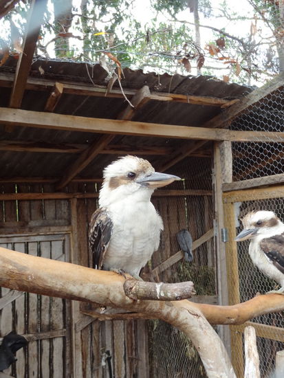 Er nennt sich "Laughing Bird" und wenn man genau hinsieht dann lacht er auch.