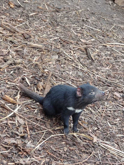 Natürlich durfte der Tasmanische Teufel nicht fehlen. Wir konnten sogar eine Fütterung anschauen... uh da geht es ab. Die kleinen Teufel schenken sich nichts wenn es um das Essen geht.