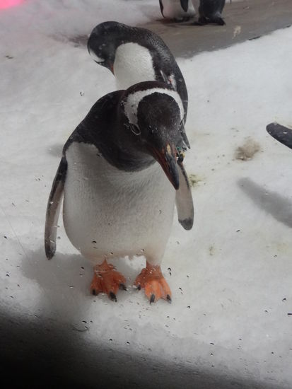 Wir haben dann einen Regentag genutzt das Melbourne Aquarium anzuschauen. Man kann sogar mit Haien tauchen und Pinguine füttern (mit Aufpreis natürlich)