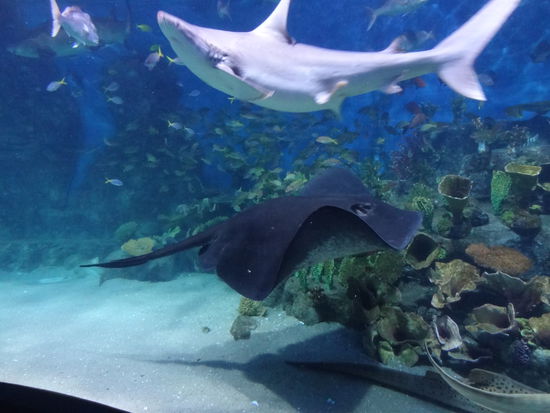 Und hier geht unser Australien Part zu Ende! Wir haben die Zeit hier sehr genossen, freuen uns jetzt aber schon auf Neuseeland und viele neue Erlebnisse!