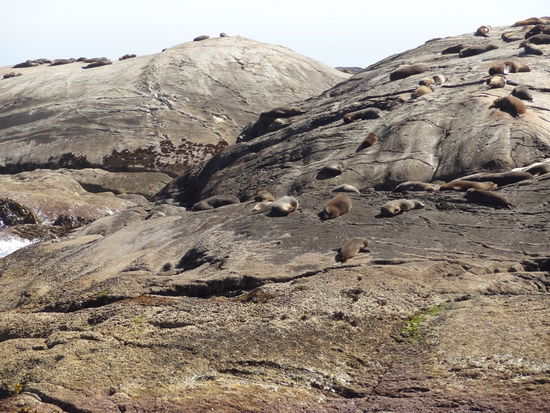 Seehunde beim relaxen!
