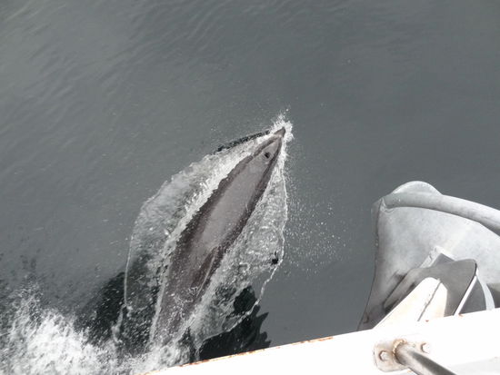 Die Delfine haben unser Boot begleitet