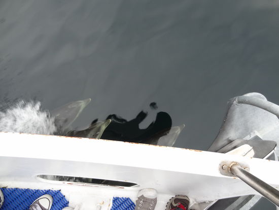 Leider war die Tour viel zu schnell zu Ende - wir haben es wirklich sehr genossen. Beim buchen empfehlen wir ein Boot mit kleiner Passagierzahl zu nehmen- (wir waren nur zu sechst, es gibt aber auch Boote mit über 70 Passagieren) man sieht dann einfach mehr als wenn alle 70 die Delfine sehen wollen